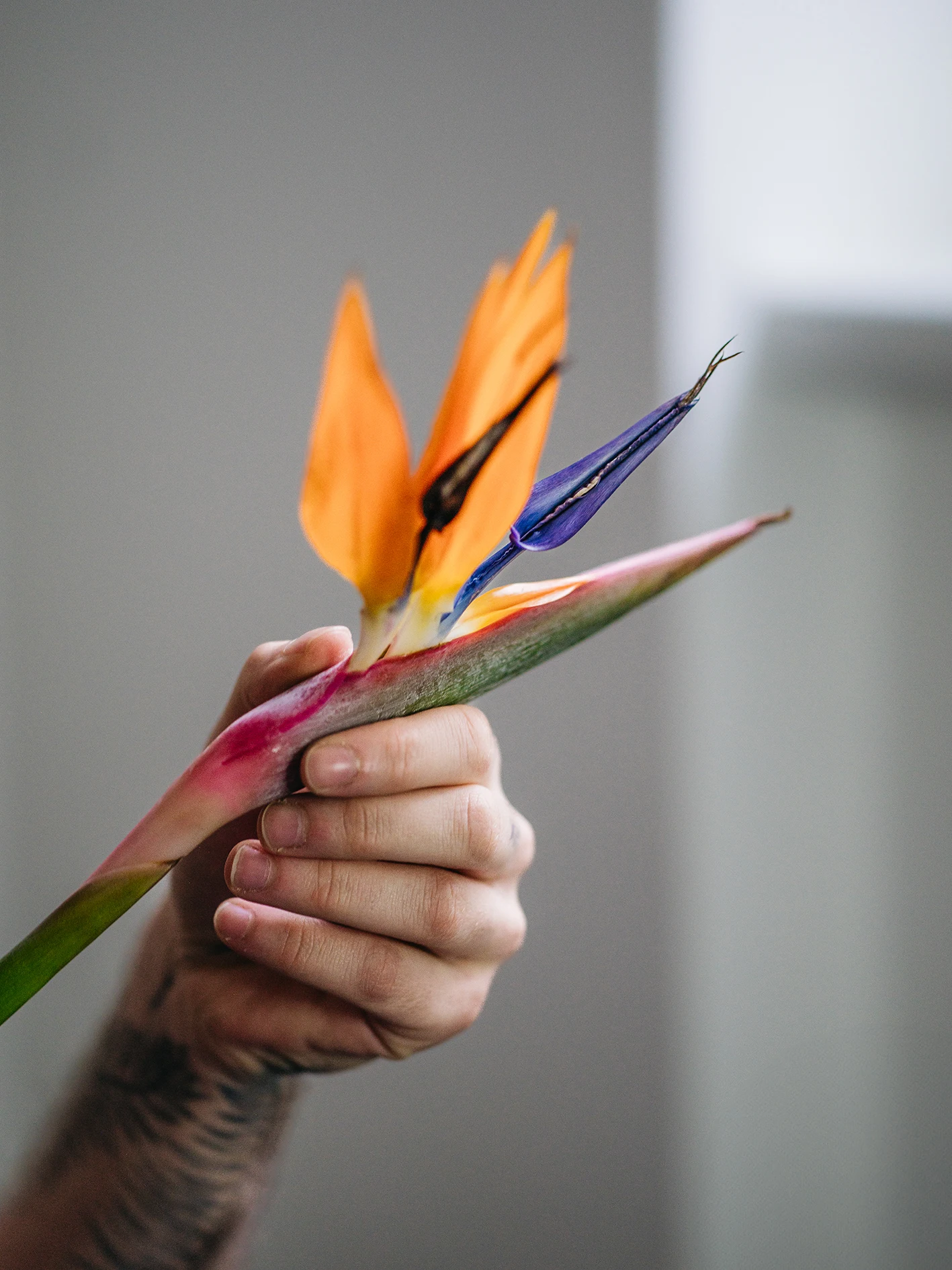 Gleichberechtigung, Selbstbestimmung, Lebensentscheidungen, Menschenrechte, Grundrechte, Unabhängigkeit, Gesellschaftsnormen, Porträtserie, Respekt, Vielfalt, Individuelle Entscheidungen, Lebensphilosophien, Lebenswelten, Transgender Rights, Intersex Awareness, LGBTIQ Rights, Gender Vielfalt, queer, Trans Visibility, Nonbinary, Non-binary, Gender Equality, Sexuelle Vielfalt, Identität, Genderidentity, Community Support, Respect My Identity, Queer Voices