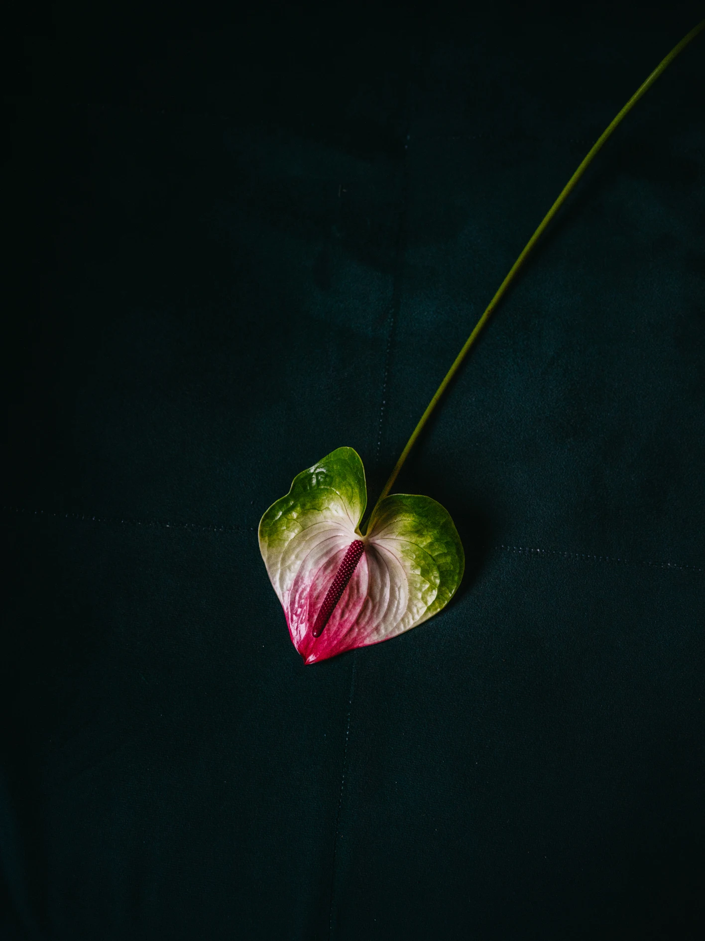 Gleichberechtigung, Selbstbestimmung, Lebensentscheidungen, Menschenrechte, Grundrechte, Unabhängigkeit, Gesellschaftsnormen, Porträtserie, Respekt, Vielfalt, Individuelle Entscheidungen, Lebensphilosophien, Lebenswelten, Transgender Rights, Intersex Awareness, LGBTIQ Rights, Gender Vielfalt, queer, Trans Visibility, Nonbinary, Non-binary, Gender Equality, Sexuelle Vielfalt, Identität, Genderidentity, Community Support, Respect My Identity, Queer Voices